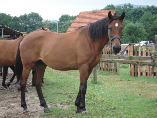 Mišička