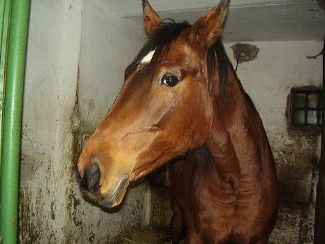 (66)Skalický dvůr