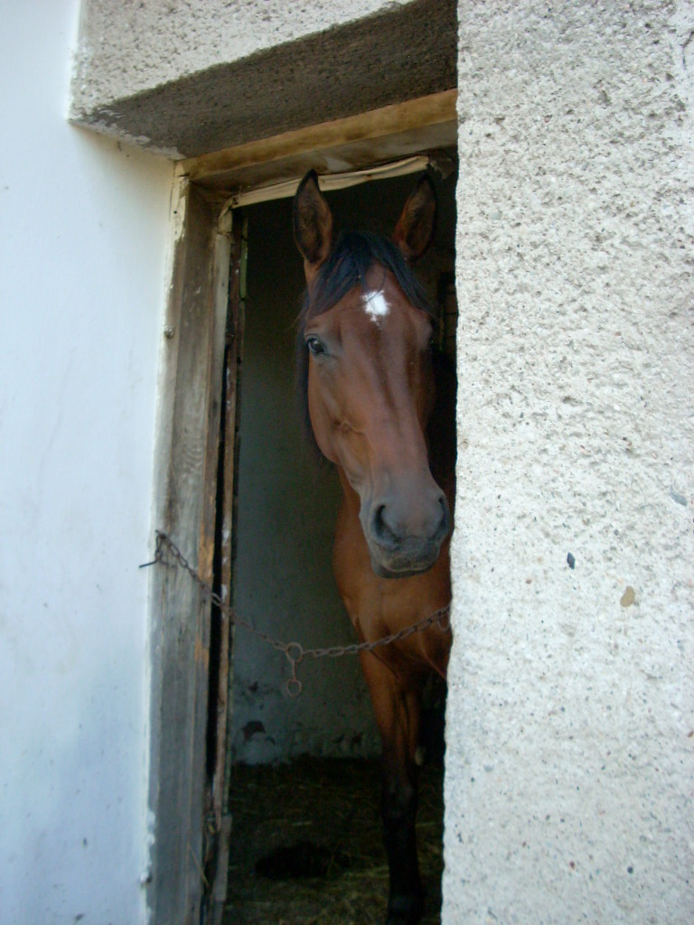 mucQ